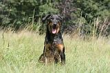 BEAUCERON 080